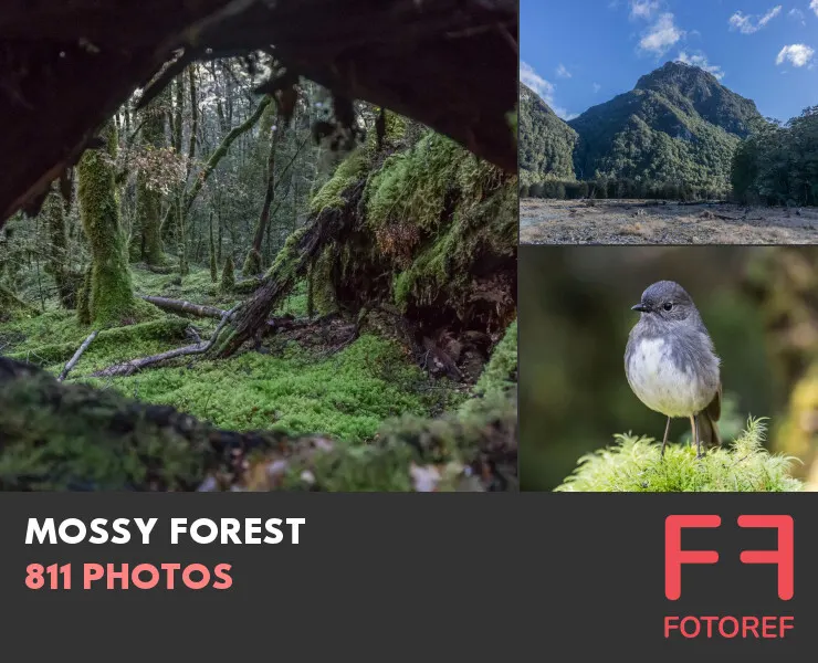 811 photos of Mossy Forest