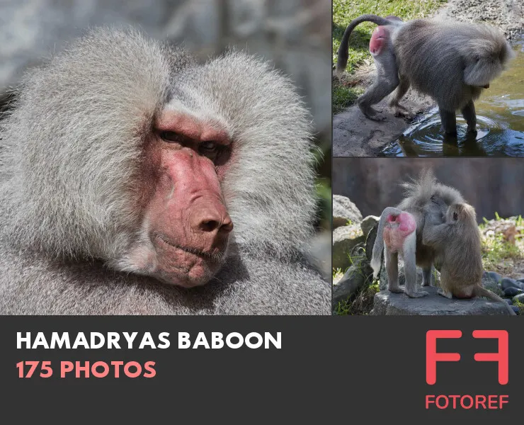 175 photos of Hamadryas Baboon