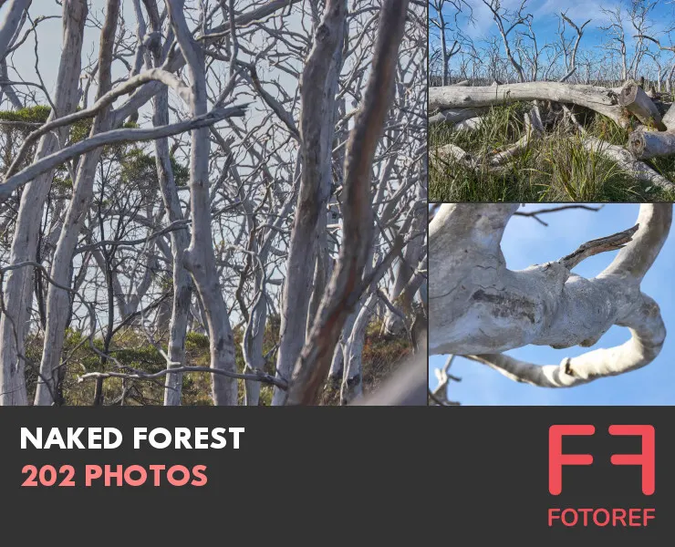 202 photos of Naked Forest