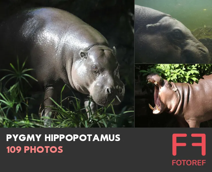 109 photos of Pygmy Hippopotamus