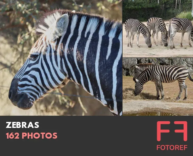 162 photos of Zebras