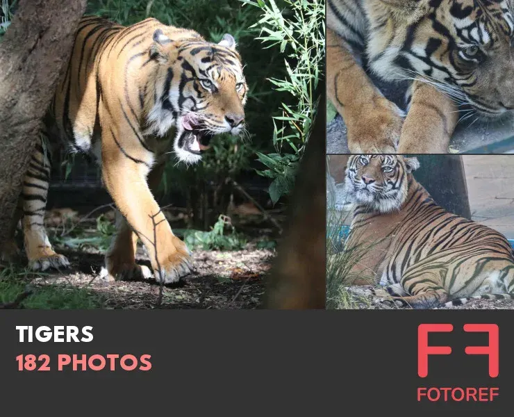 182 photos of Tigers