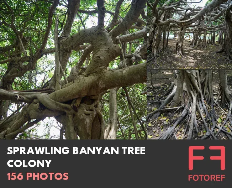 156 photos of Sprawling Banyan Tree Colony