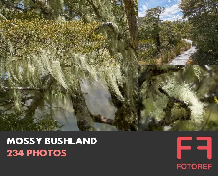 234 photos of Mossy Bushland