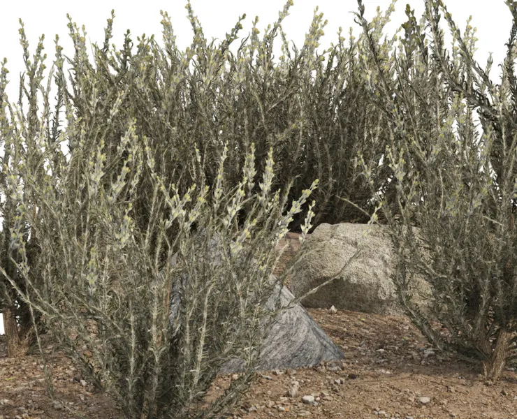 Silver Sagebrush Bushes