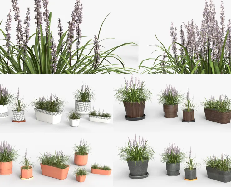 Collection of Liriope grass Plants Vol 05