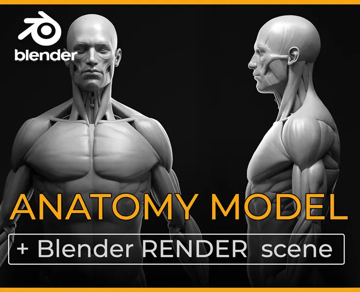 Anatomy Model Ecorche + Blender RENDER Scene