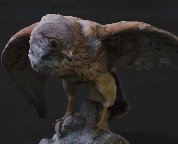 Photorealistic Kestrel Bird