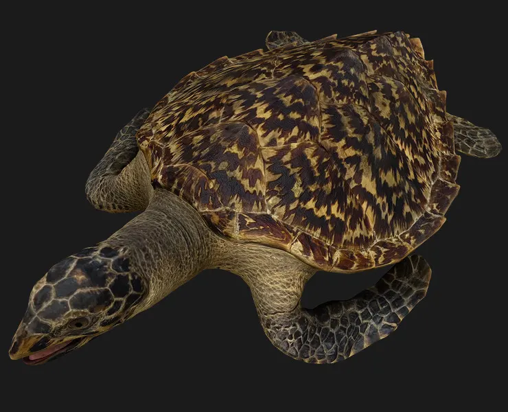 Turtle