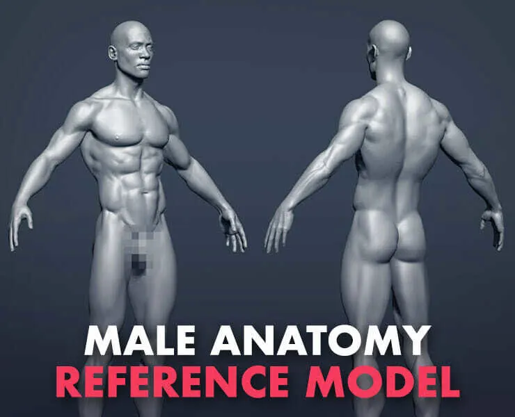 Male Anatomy Reference Model 2