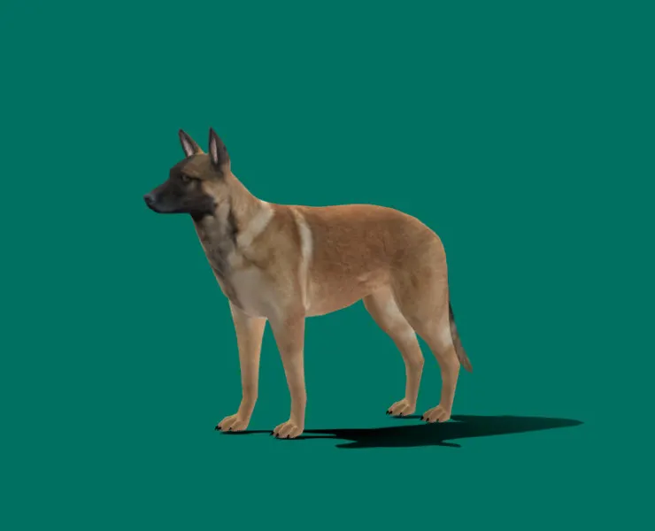 Belgian Malinois