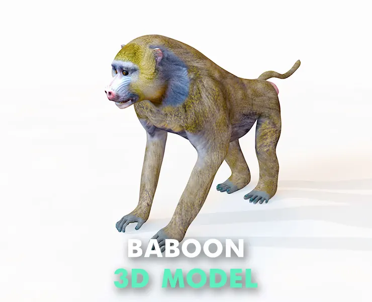 Baboon Monkey Rigged 3d model