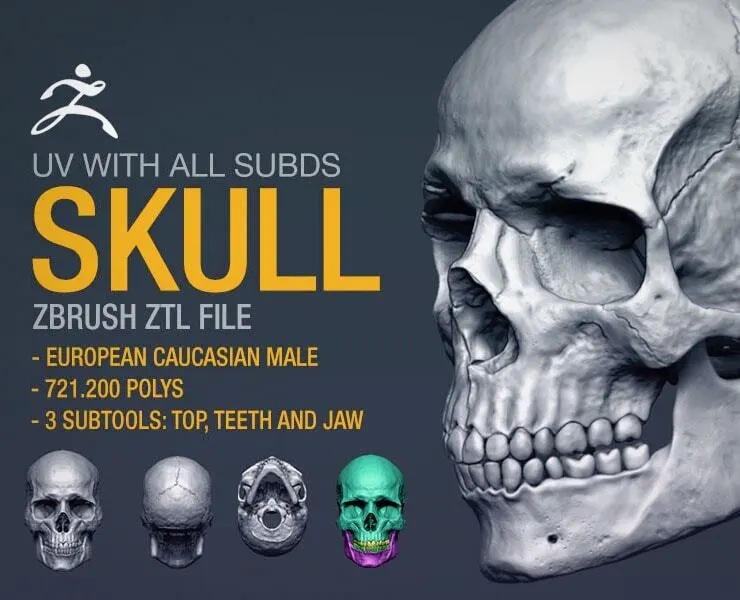Human Skull - Zbrush File