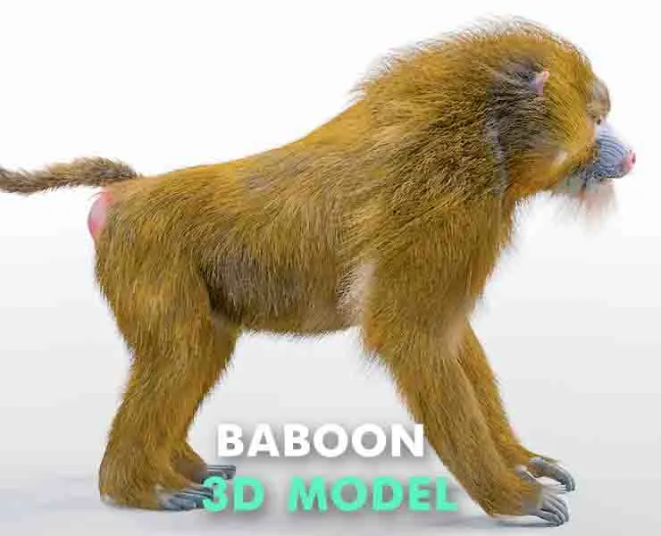 Baboon Monkey hair fur rigged 3d model