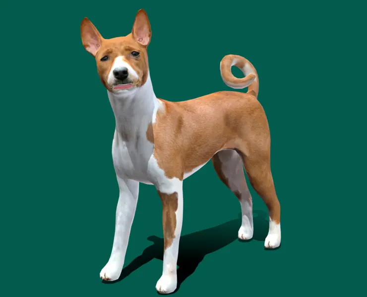 Basenji Dog Game Ready Lowpoly