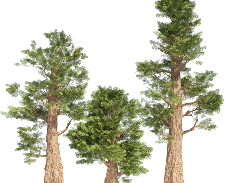 Giant sequoia Redwood trees