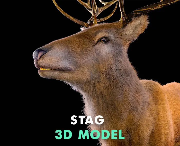 Stag hair fur rigged 3d model