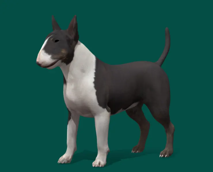 Bull Terrier Dog