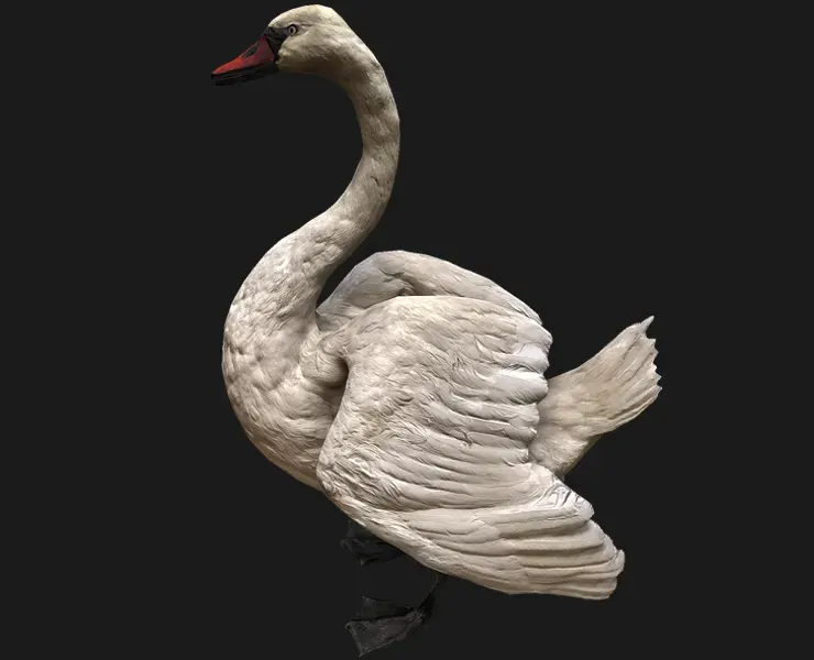 Swan Bird