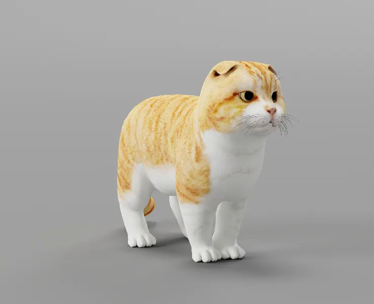 Orange Scottish Fold Cat