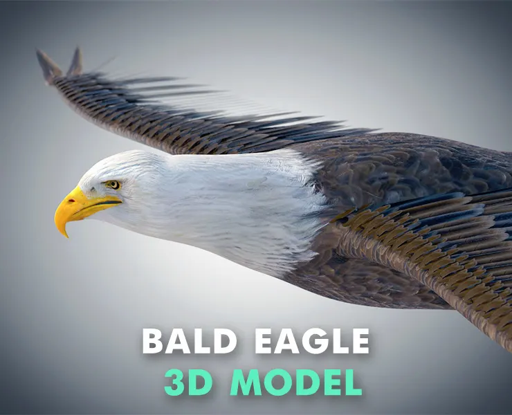 Bald Eagle birds 3d model