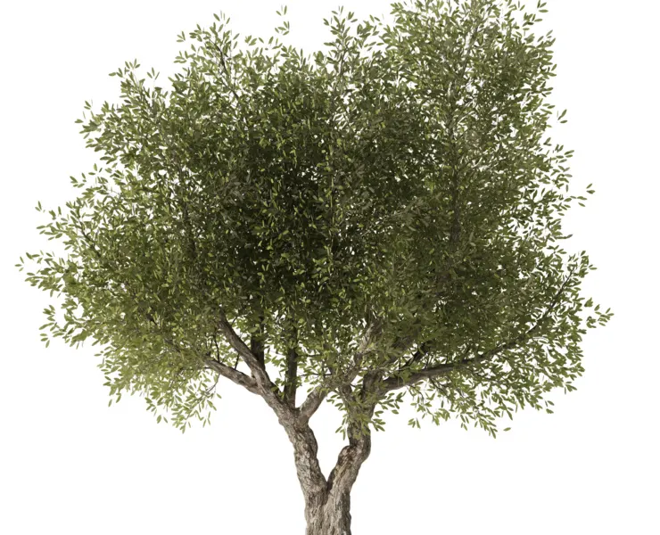 Olive Tree Set3