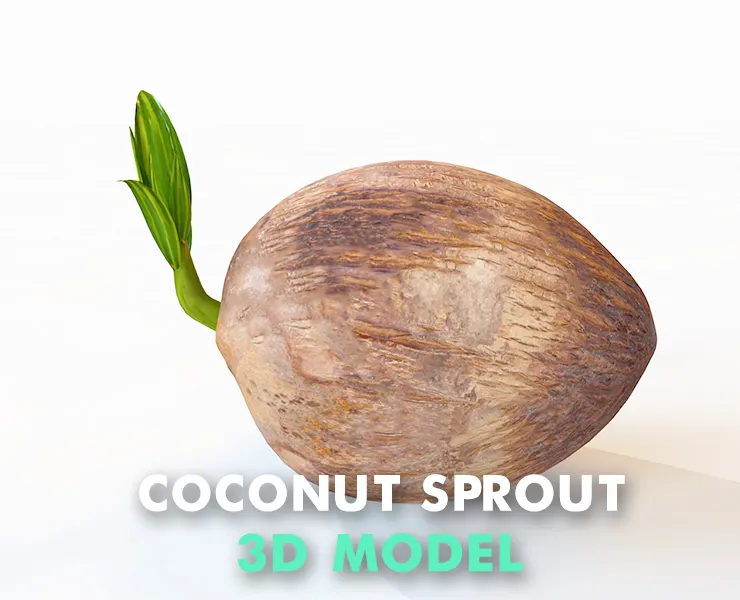 coconut sprout 3d model