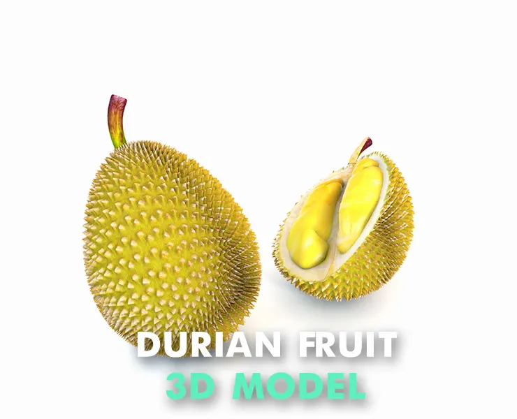 Durian Fruit 3d model