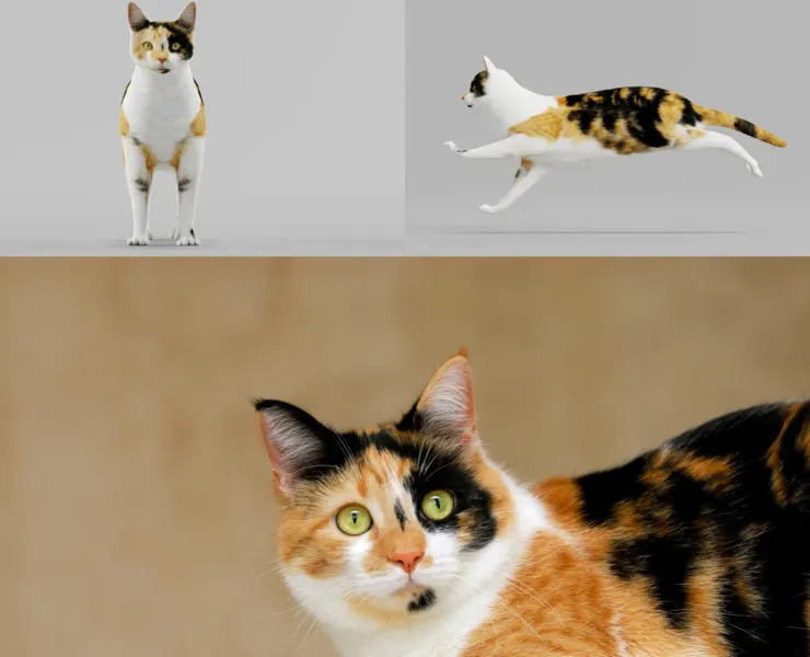 Calico Cat