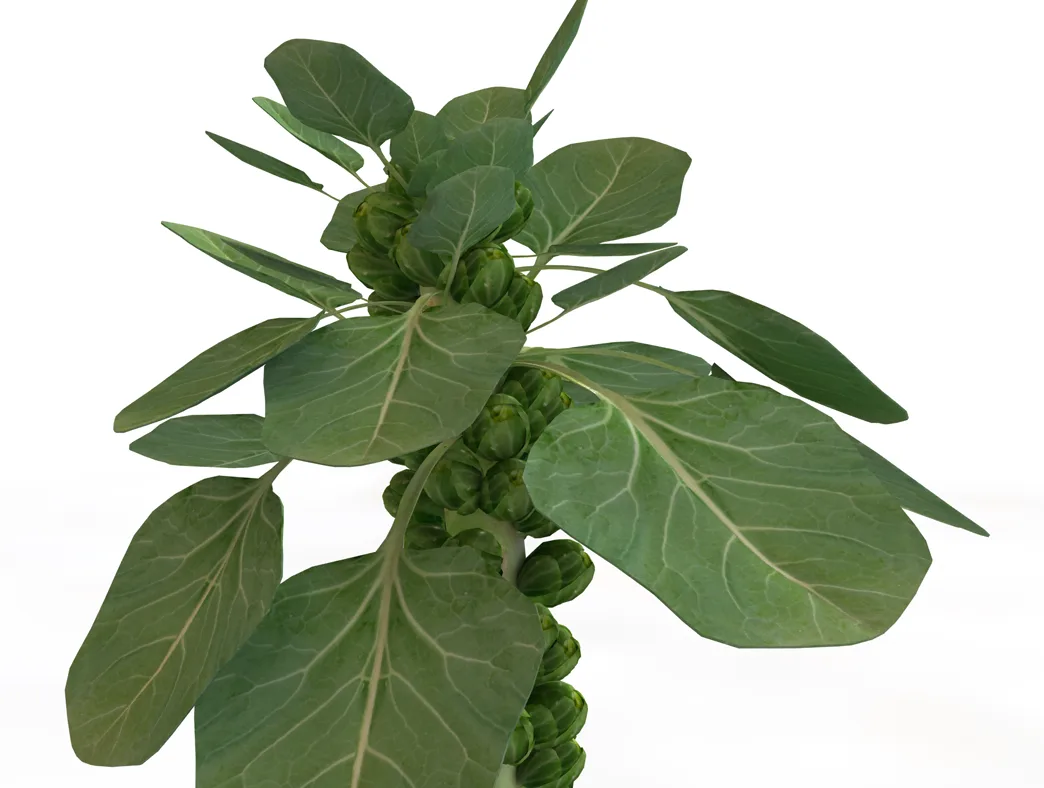 Brussels Sprouts Plant 3d model