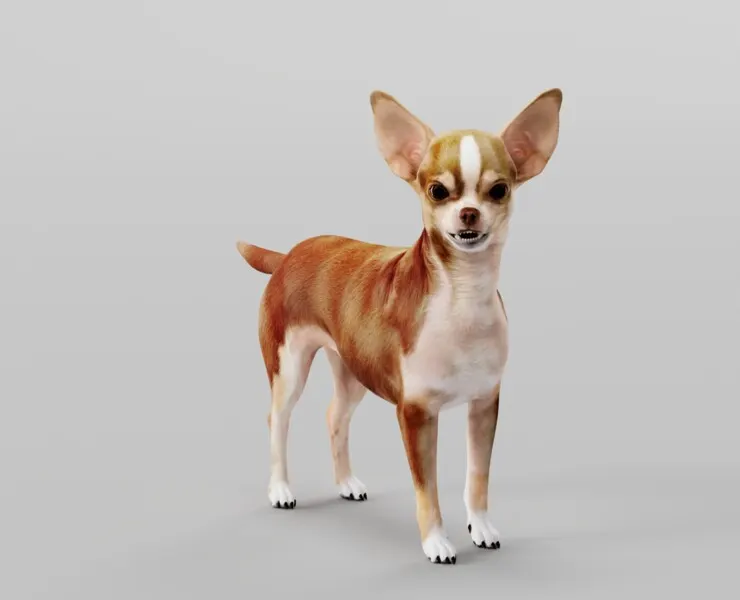 Chihuahua Dog