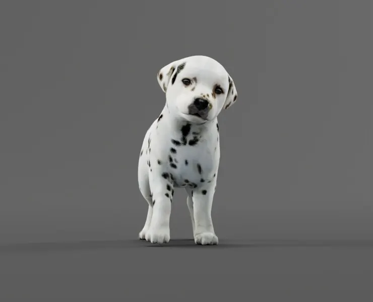 Dalmatian Puppy Dog