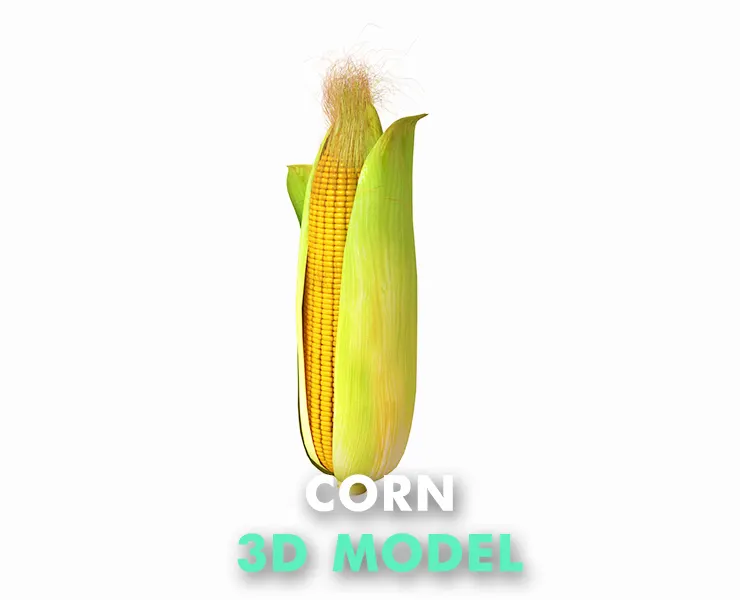 corn 3d model