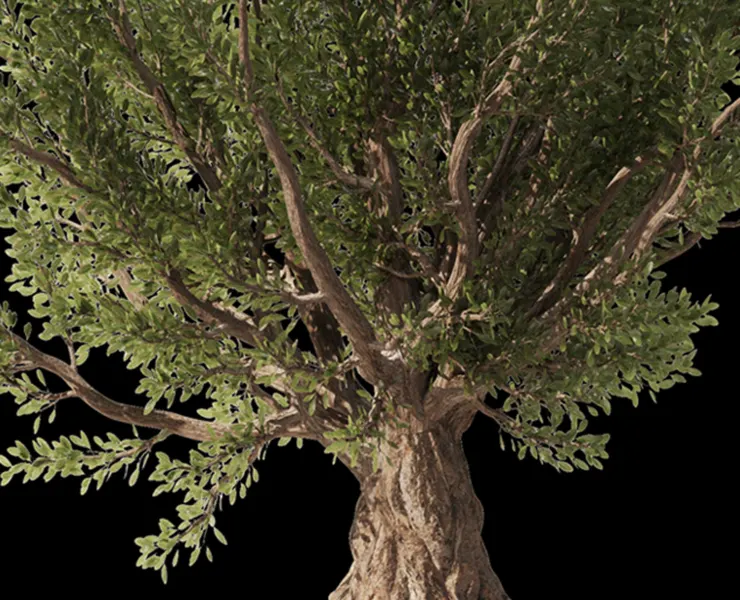Olive Tree Set4 (2 diffrent trees+13 diffirent format Files) (3DsMax+FBX+STL+OBJ+TEXTURES)