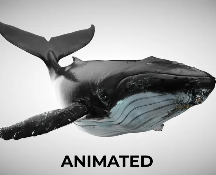 Humpback Whale - Unreal + Unity + 3DS Max