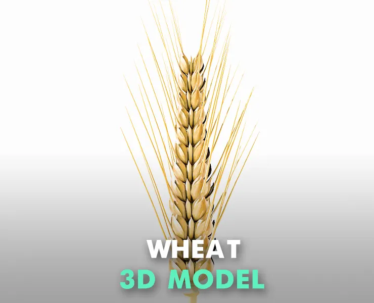 Wheat 3d model