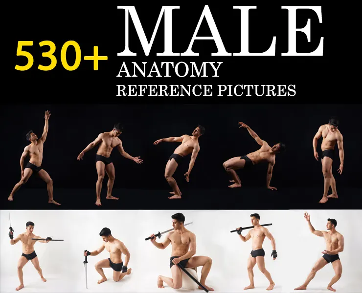 530+ Male Anatomy Reference Picture