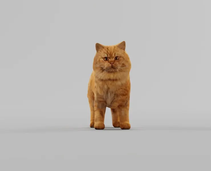 Orange Persian Cat