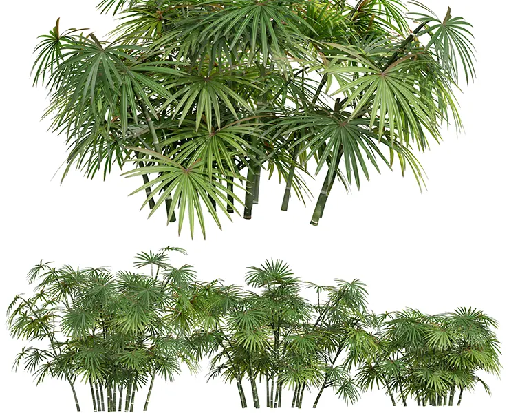 New Plant High detail Rhapis Excelsa Small