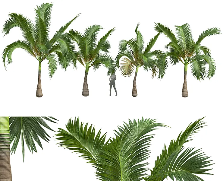 New Plant High detail Areca Catechu Small