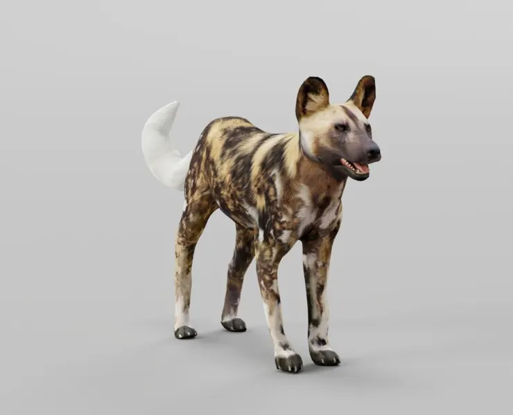 African Wild Dog