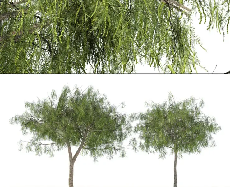 Arabian Ghaf trees of UAE