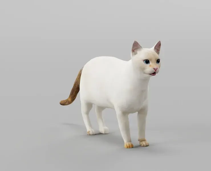 Flame Point Siamese Cat