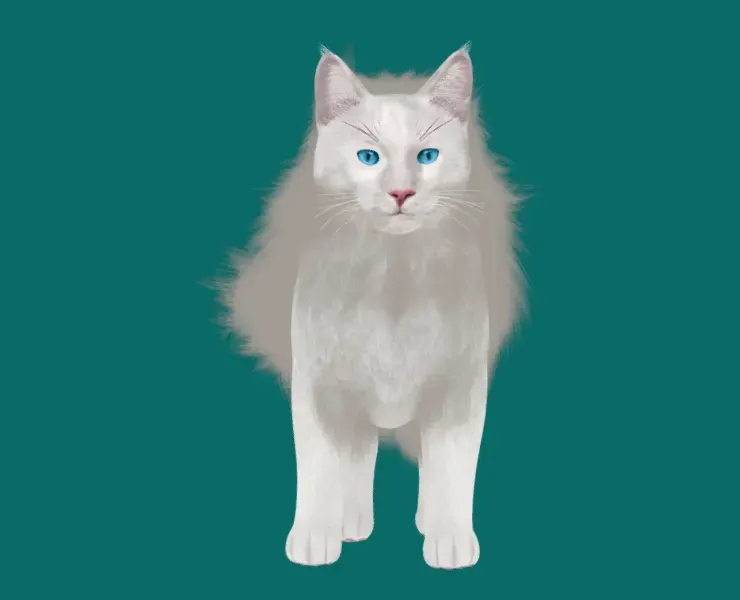 American LongHair Cat