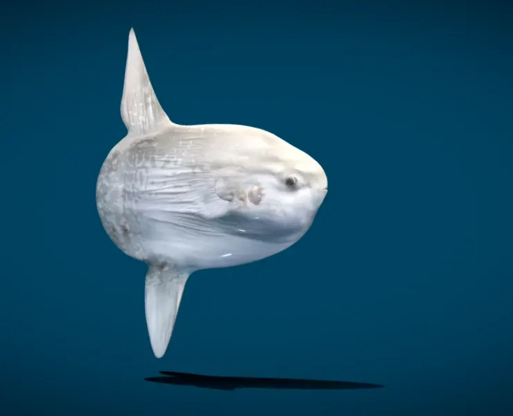 Ocean Sunfish Mola