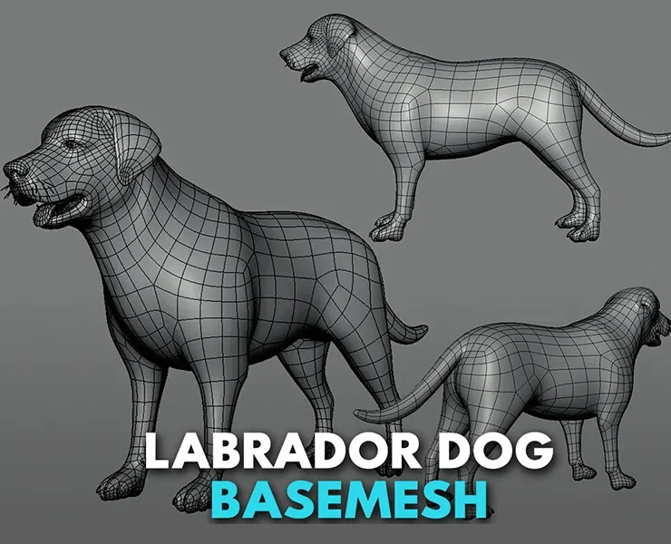 Labrador Dog BaseMesh - Topology + UV Map