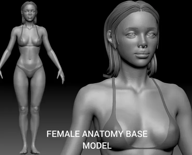 Female anatomy base model