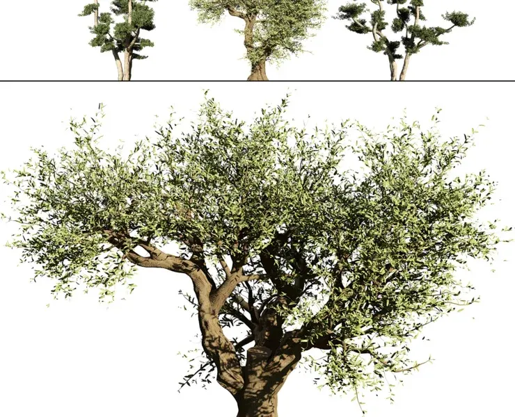 Olive Grove trees