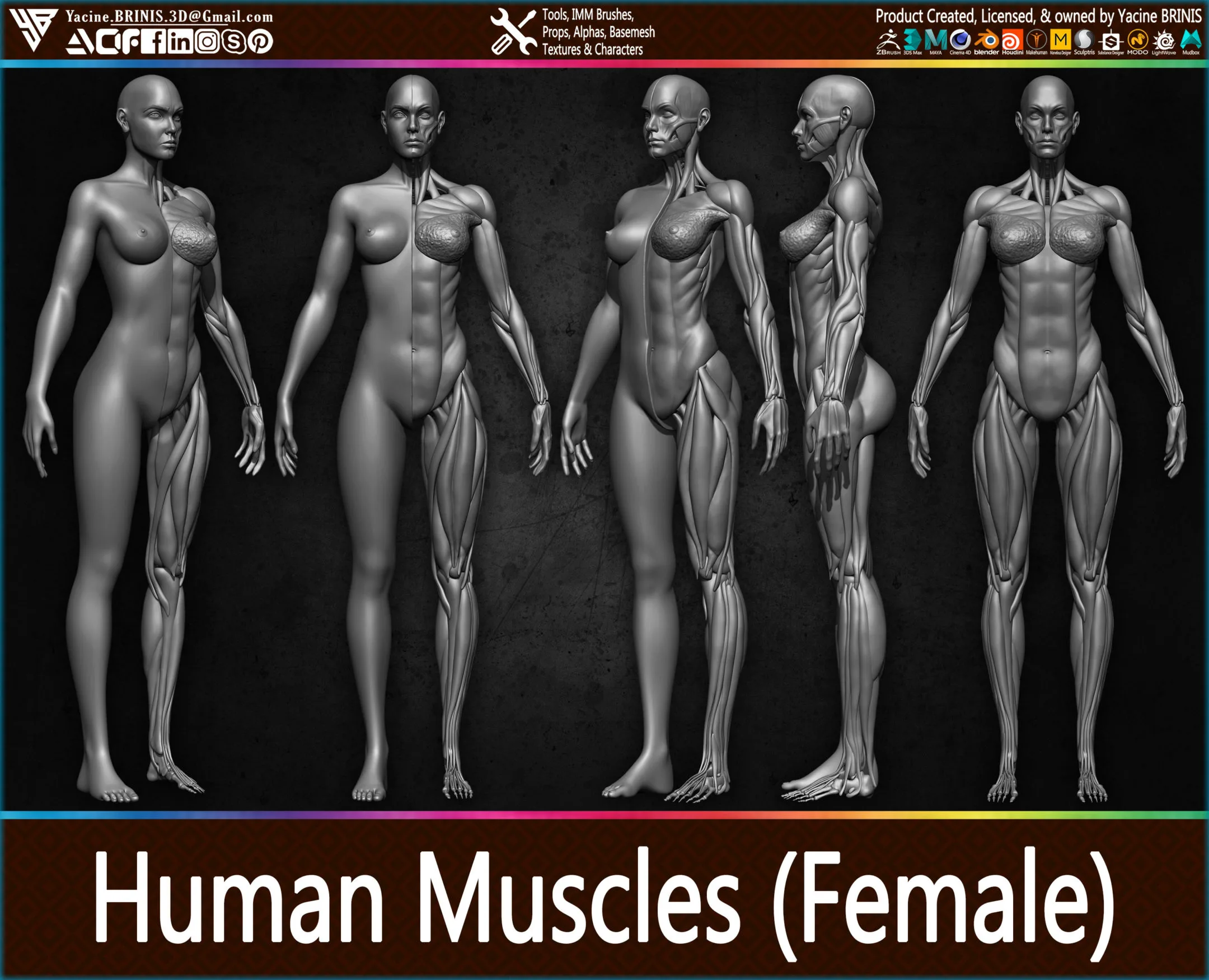 Human Muscles (Female)