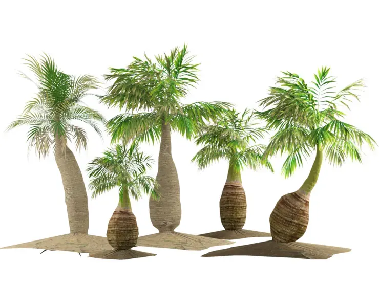 bottle-shaped palm 3d model